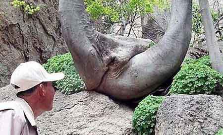 Naughty tree spreading